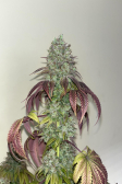 Instagram Papaya Sherbet™
