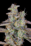 Instagram Banana Purple Punch Auto