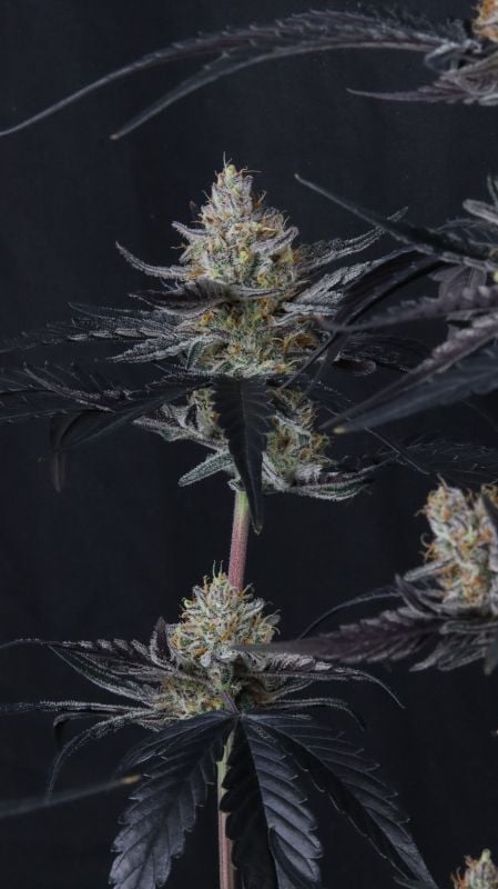 Instagram Guava Runtz Auto