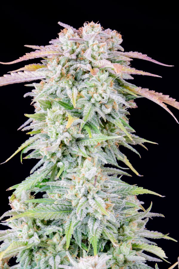 Buy Afghan Kush Auto Cannabis Seeds | Fast Buds