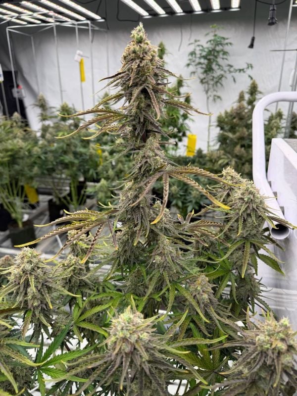 Instagram Afghan Kush Auto