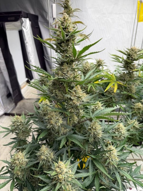 Instagram BubbleGum Auto