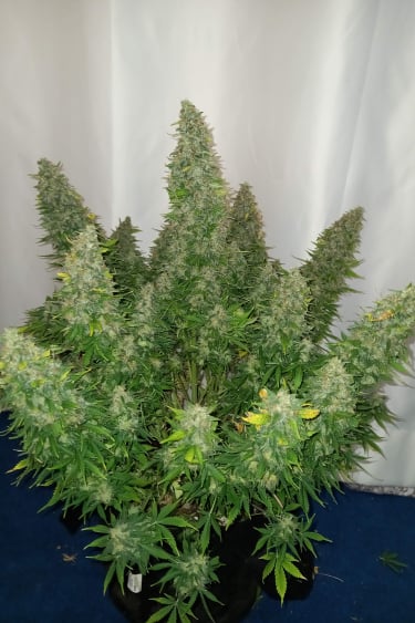 Instagram Sour Diesel Auto