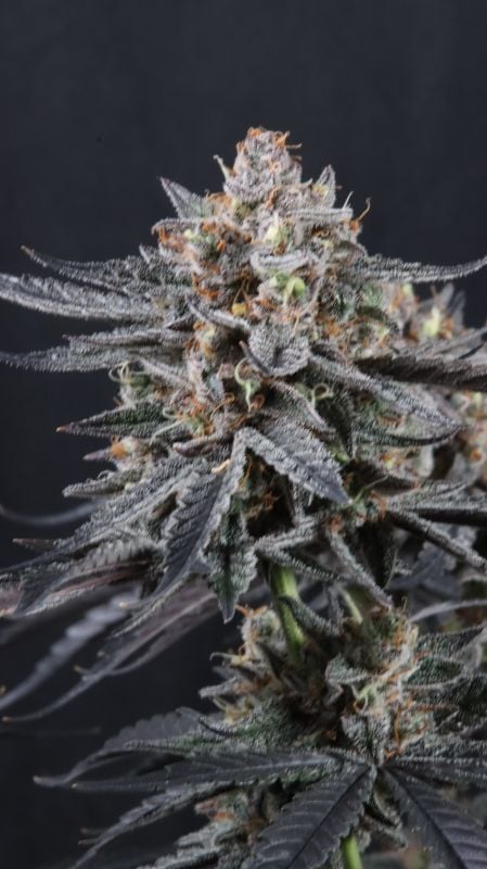 Instagram Mendo Cherry Cookies Auto