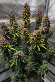Instagram Banana Purple Punch Auto