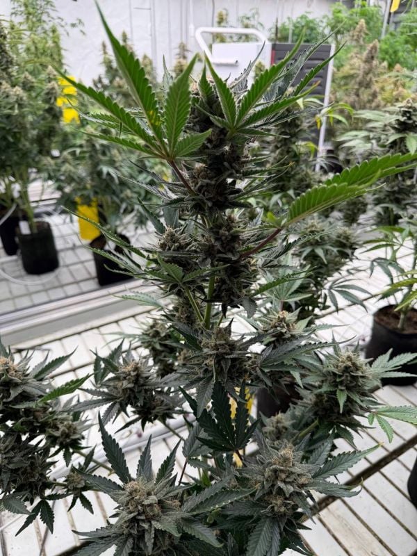 Instagram Sour Diesel Auto