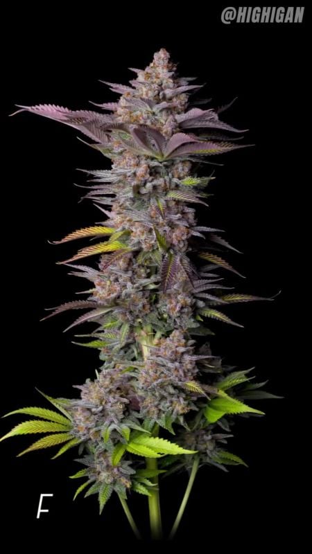 Tropicana Cookies FF @highigan IG 2