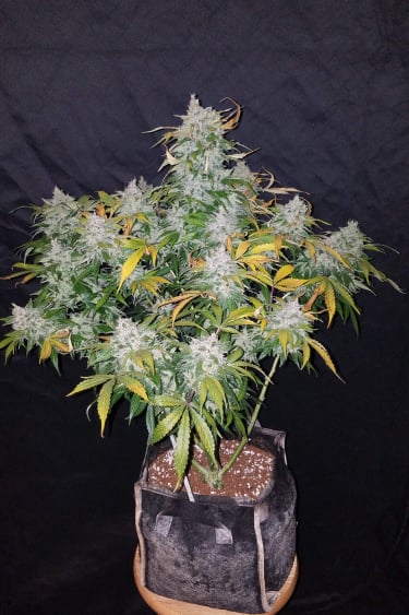 Instagram Stardawg Auto