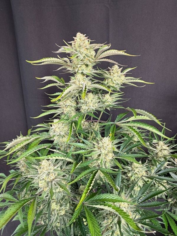 Instagram Sour Diesel Auto