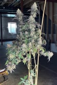 Instagram Papaya Sherbet™