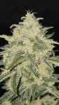 Instagram Banana Cherry Cookies Auto™