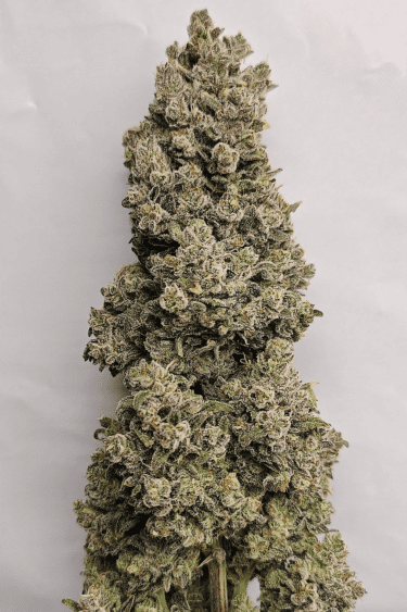 Instagram Sour Jealousy Auto