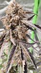 Instagram Guava Runtz Auto™