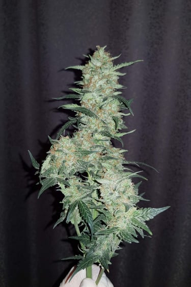 Instagram Lemon AK Auto
