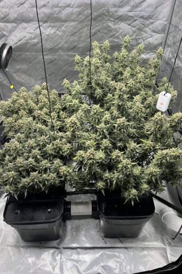 Instagram Cream Cookies Auto