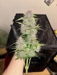 Instagram Banana Purple Punch Auto RF3™
