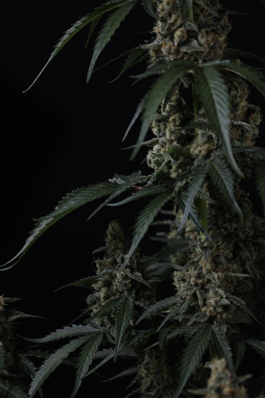Instagram Banana Cherry Cookies Auto