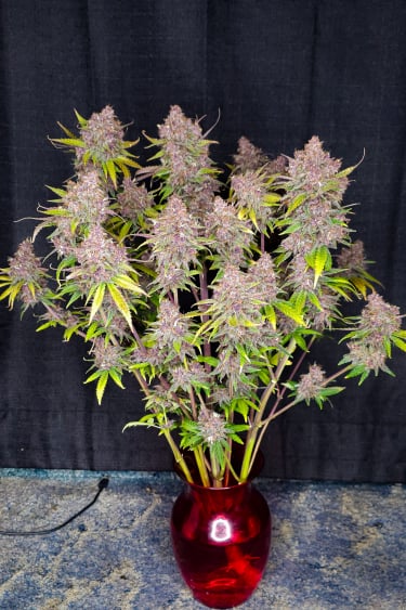 Instagram Lemon Cherry Cookies Auto