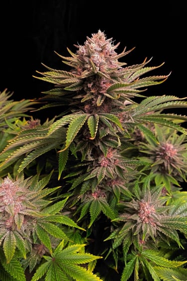 Instagram GG4 Sherbet FF