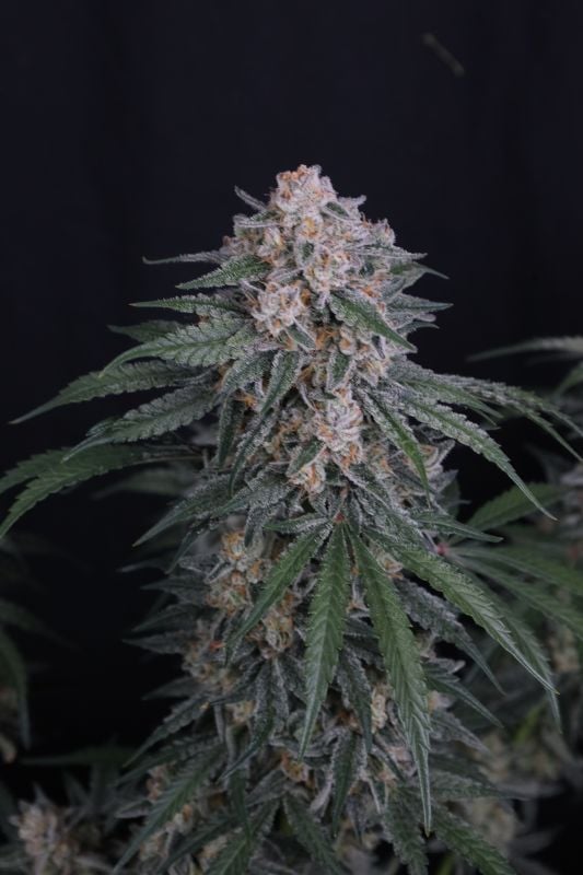 Instagram GMO Auto