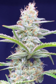 Instagram Cherry Cola Auto