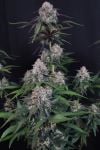 Instagram Lemon Cherry Sundae Auto™