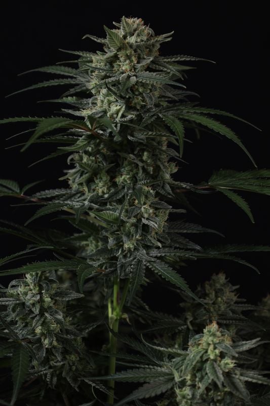 Instagram Banana Frost Auto