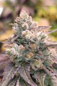 Instagram Lemon Cherry Runtz™