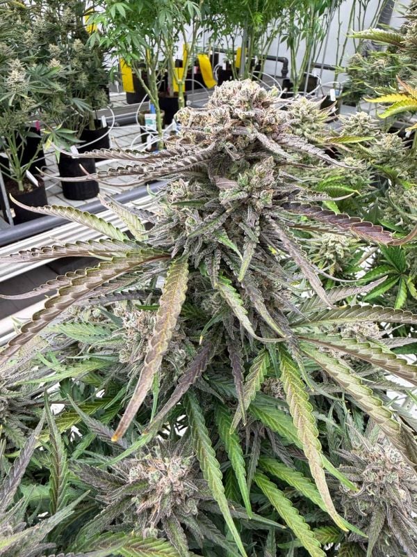 Instagram Blueberry Auto