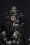 Instagram Lemon Cherry Sundae Auto™