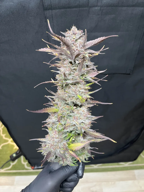 Instagram Guava Auto