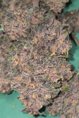 Instagram Purple Haze Auto™