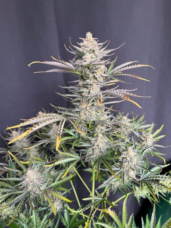 Instagram Cheese Auto