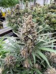 Instagram Big Bud Auto