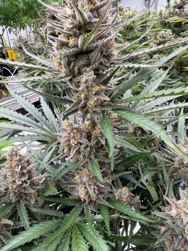 Instagram Big Bud Auto
