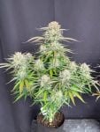 Instagram Blueberry Auto