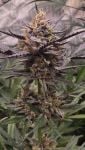 Instagram Mango Cherry Runtz Auto™