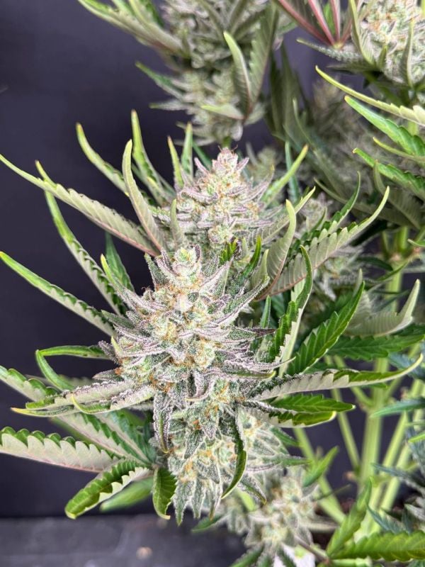 Instagram Trainwreck Auto