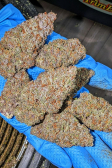 Instagram Tropicana Cookies FF