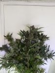 Instagram Banana Purple Punch Auto