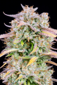 Instagram Big Bud Auto