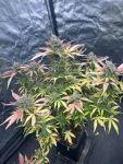 Instagram Papaya Cookies Auto™