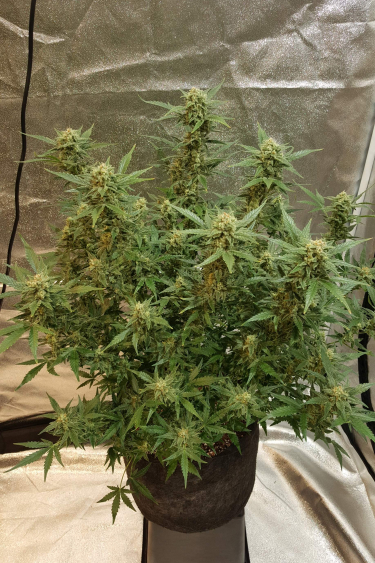 Instagram Chemdawg Auto