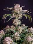 Instagram Strawberry Gorilla Auto