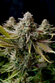 Instagram Tropicana Cookies FF