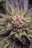 Instagram Gorilla Melon™
