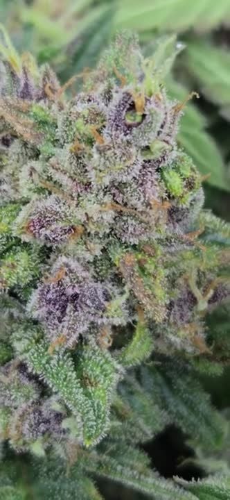 Banana Cherry Cookies Auto @chubbs 1