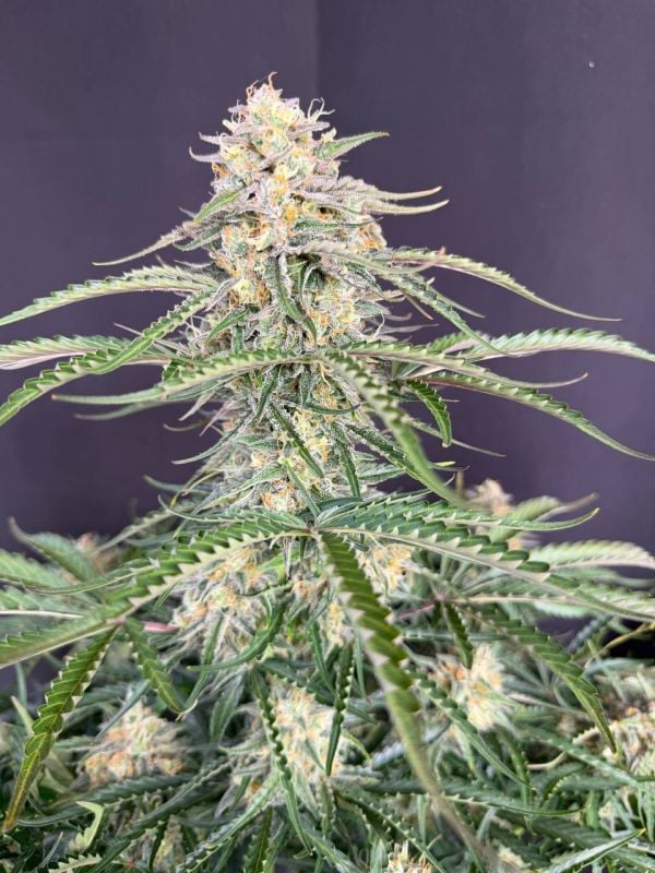 Instagram Northern Lights Auto