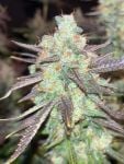 Instagram Mendo Frost Auto™