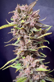 Instagram Lemon Cherry Cookies Auto